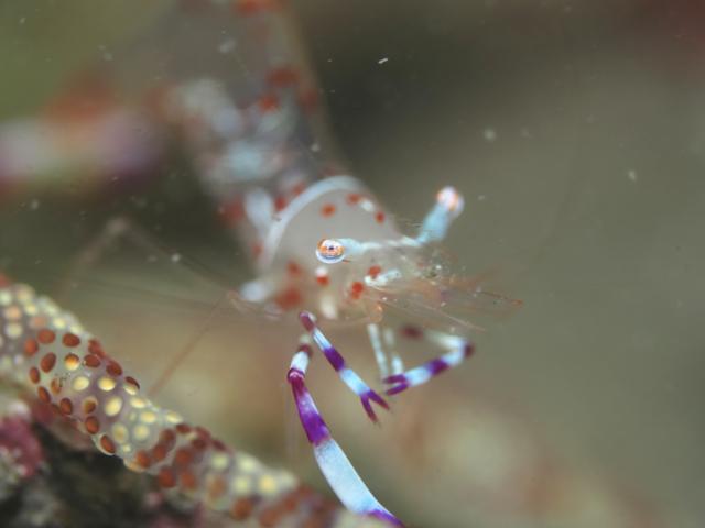 大島ツアー＆SEEFツアー＆1500本記念ダイブ♪