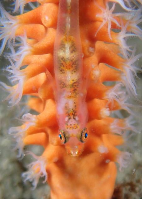 大島ツアー＆SEEFツアー＆1500本記念ダイブ♪