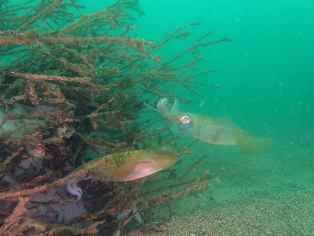 大島ツアー＆SEEFツアー＆1500本記念ダイブ♪