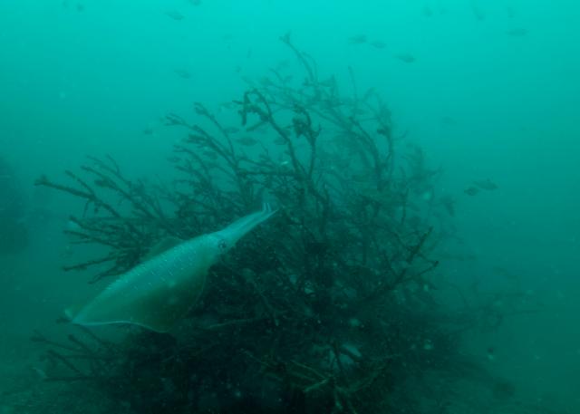 大島ツアー＆SEEFツアー＆1500本記念ダイブ♪