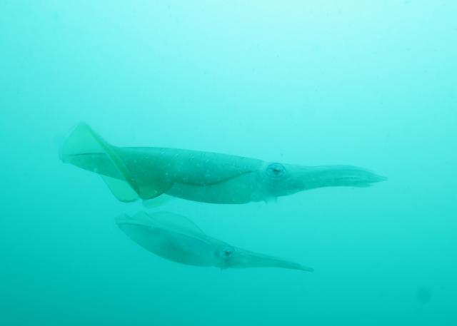 大島ツアー＆SEEFツアー＆1500本記念ダイブ♪