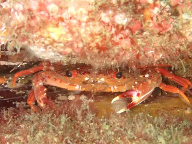 大島ツアー＆SEEFツアー＆1500本記念ダイブ♪