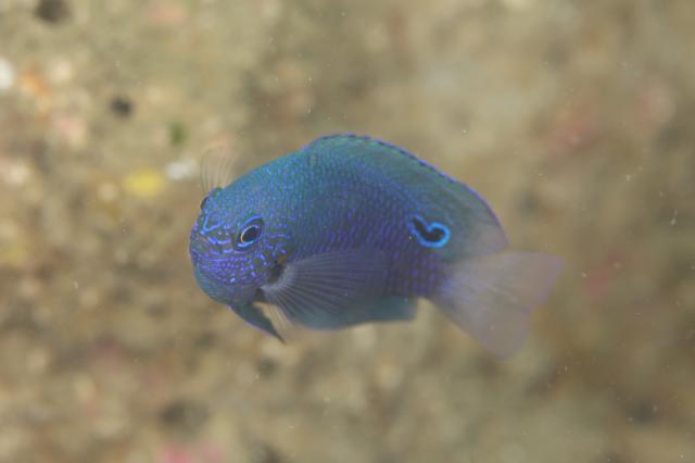 大島ツアー＆SEEFツアー＆1500本記念ダイブ♪