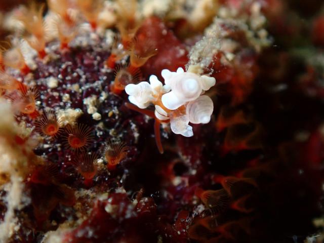 大島ツアー＆SEEFツアー＆1500本記念ダイブ♪