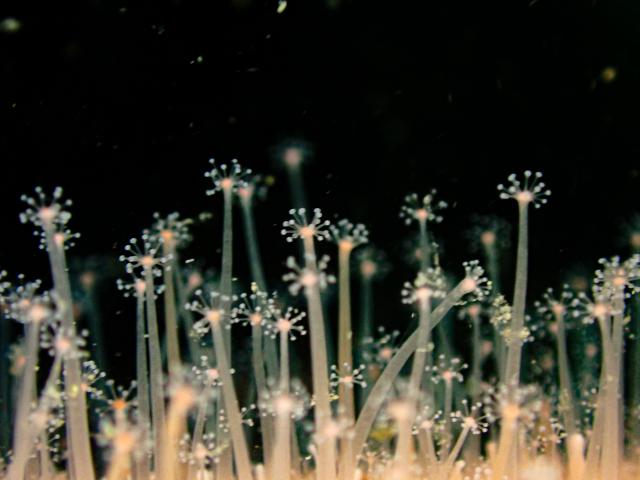 大島ツアー＆SEEFツアー＆1500本記念ダイブ♪