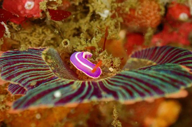 大島ツアー＆SEEFツアー＆1500本記念ダイブ♪