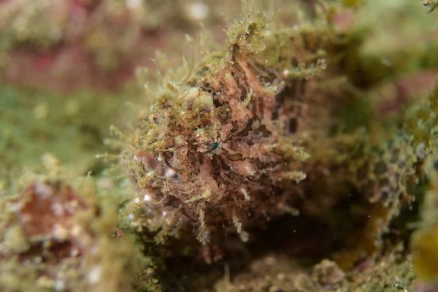 大島ツアー＆SEEFツアー＆1500本記念ダイブ♪