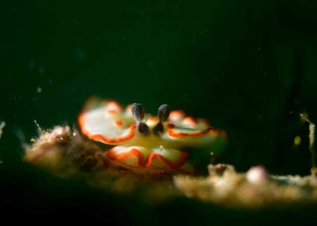 大島ツアー＆SEEFツアー＆1500本記念ダイブ♪