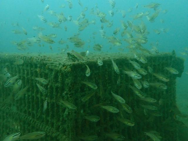透視度イマイチですが、凪です。水温も上昇！