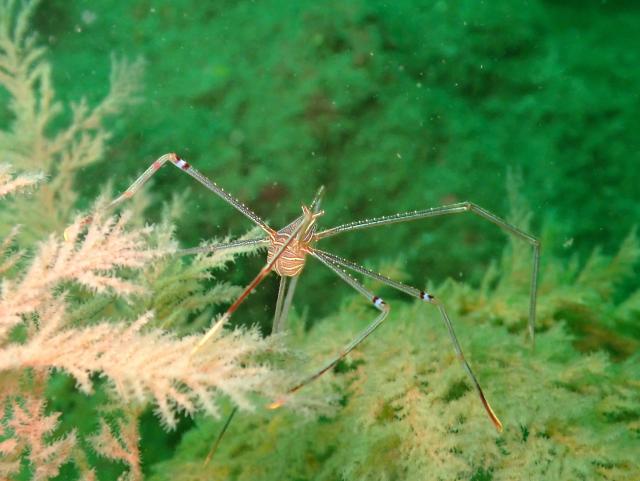 透視度イマイチですが、凪です。水温も上昇！