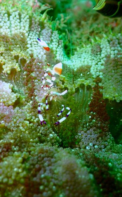 透視度イマイチですが、凪です。水温も上昇！