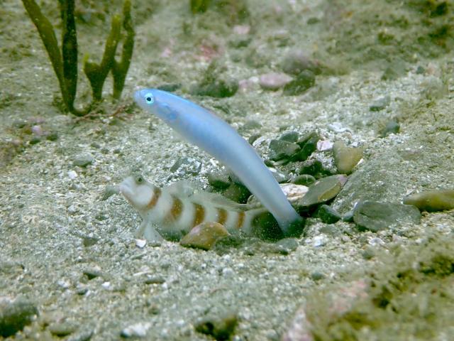 ビーチは真夏！！です