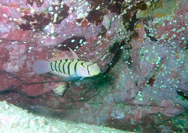 ビーチは真夏！！です