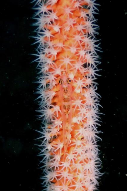 今日はにぎやかでした