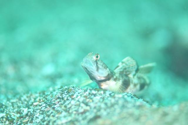 今日はにぎやかでした