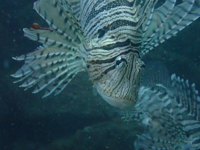 今日はにぎやかでした