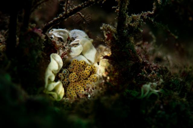 今日から葉山エントリー！