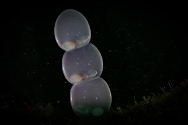 今日から葉山エントリー！