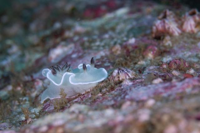 今日から葉山エントリー！