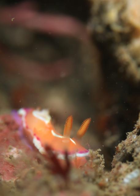 今日から葉山エントリー！