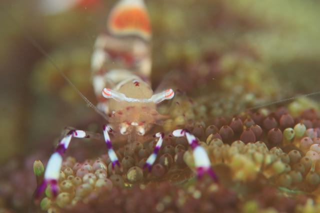 今日から葉山エントリー！
