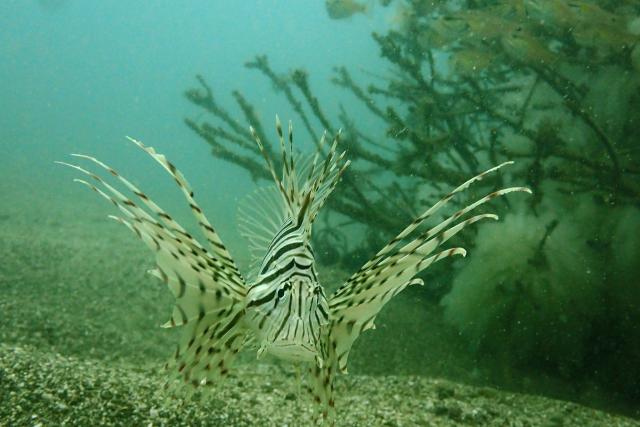 今日から葉山エントリー！
