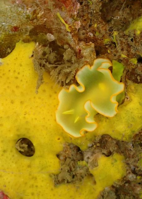 今日から葉山エントリー！