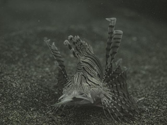 しげちゃん、昇太君の写真集出版記念トークイベント！2日目