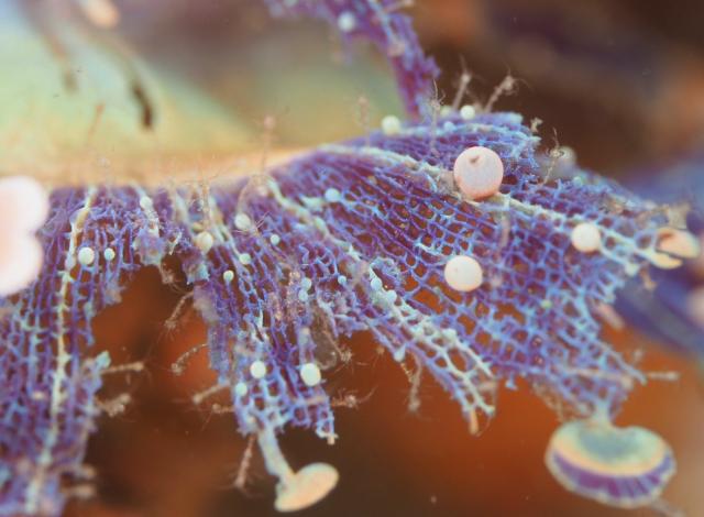 しげちゃん、昇太君の写真集出版記念トークイベント！2日目