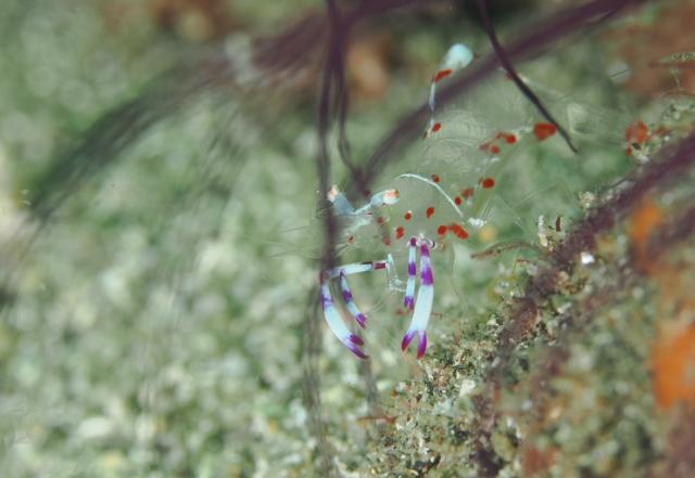 しげちゃん、昇太君の写真集出版記念トークイベント！2日目