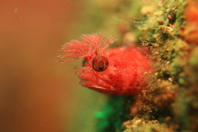 しげちゃん、昇太君の写真集出版記念トークイベント！2日目