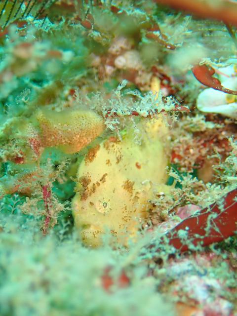 透視度大回復！！！