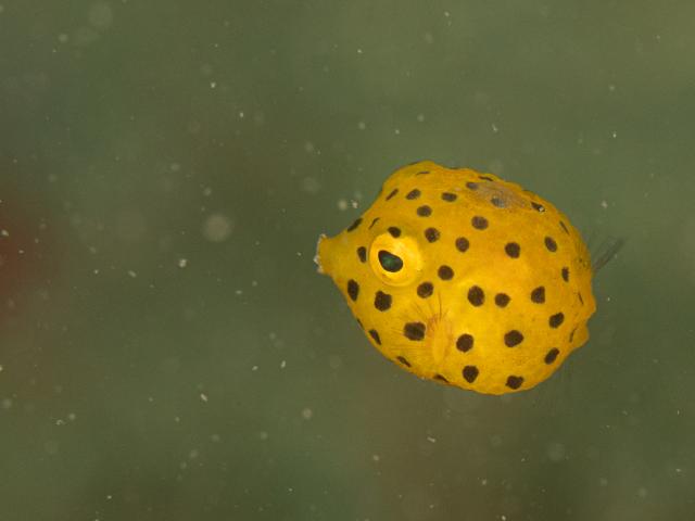 透視度大回復！！！