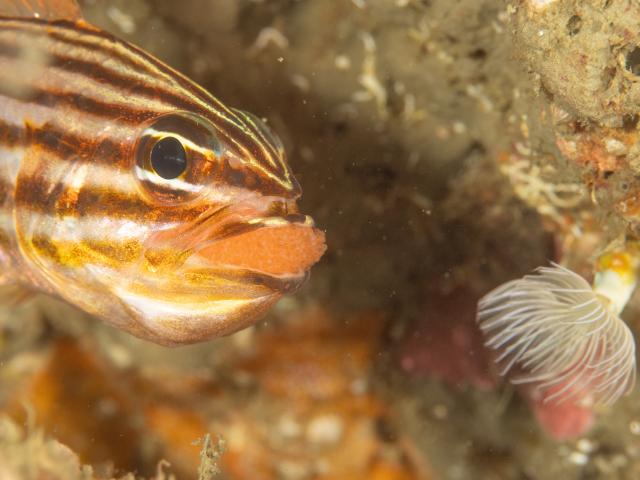 透視度大回復！！！