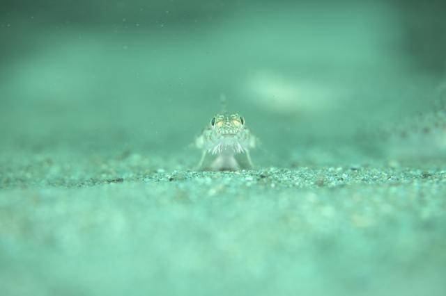 海況申し分ありません