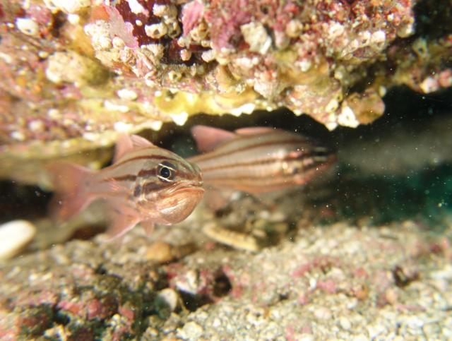 海況申し分ありません