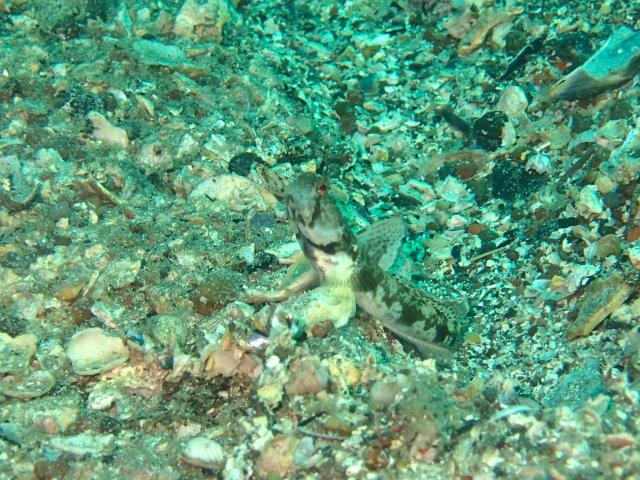 江の浦へ遠征してきましたー！！