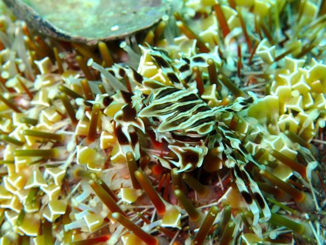 江の浦へ遠征してきましたー！！