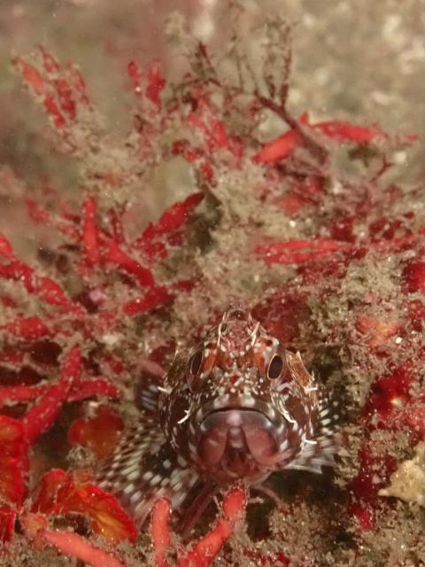 江之浦ファン＆タイドプールシュノーケル