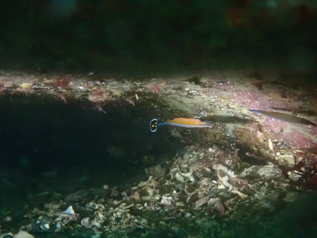 江之浦ファン＆タイドプールシュノーケル