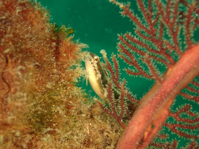 江之浦ファン＆タイドプールシュノーケル