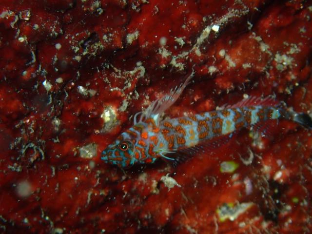 江之浦ファン＆タイドプールシュノーケル