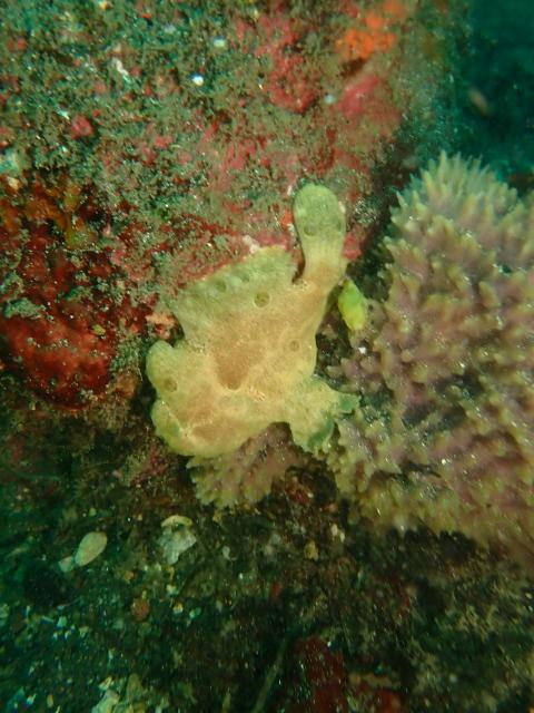 江之浦ファン＆タイドプールシュノーケル