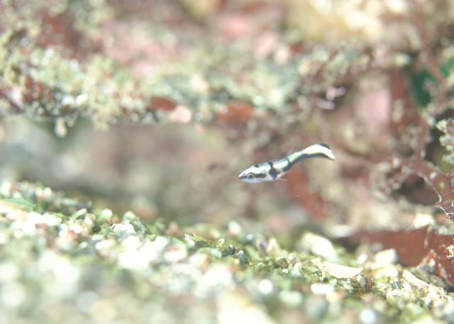 みんなで江の浦へ遠征です