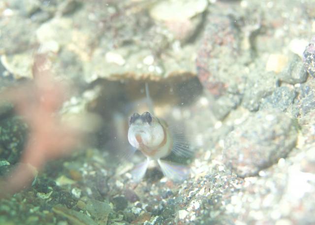 みんなで江の浦へ遠征です