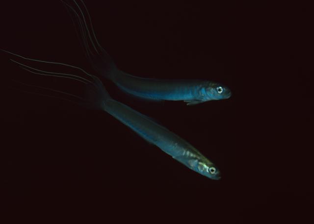 みんなで江の浦へ遠征です