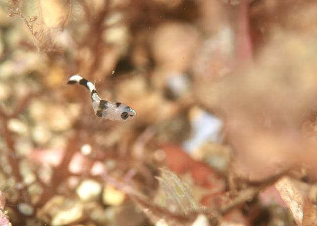 みんなで江の浦へ遠征です
