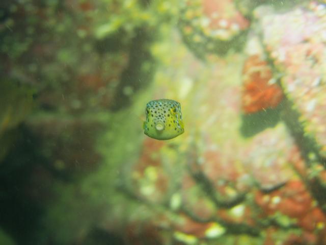 お天気が悪い中、藻場再生活動ありがとうございました！！