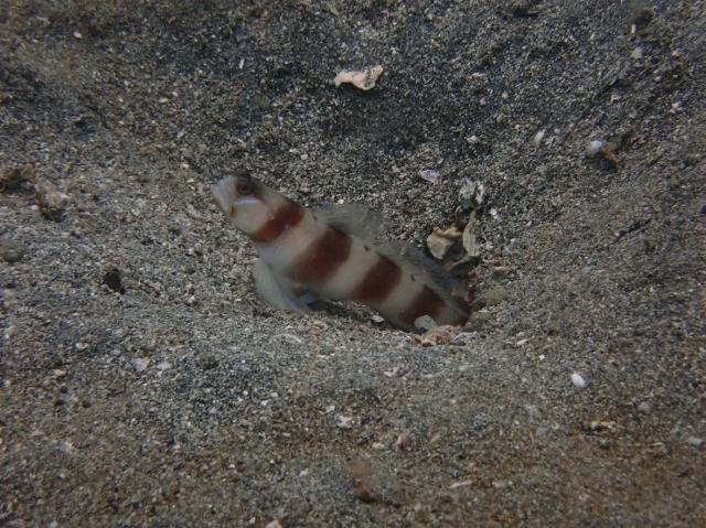 みんなあちこちでダイビング