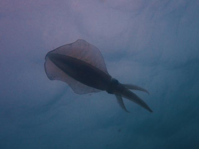 みんなあちこちでダイビング